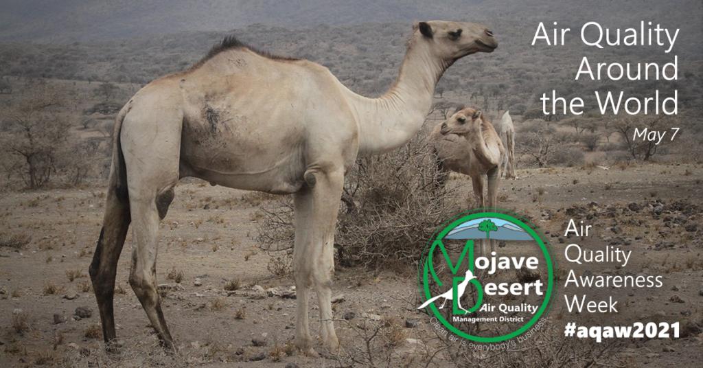 Two camels mosey about their day in Serengeti National Park in Africa. For AQAW2021 Day 5, we learn that air quality affects different species in different regions differently throughout the world.